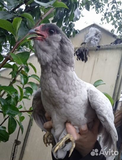 Петушки Лакендази, Айям Цемани, Америкуаны черыне