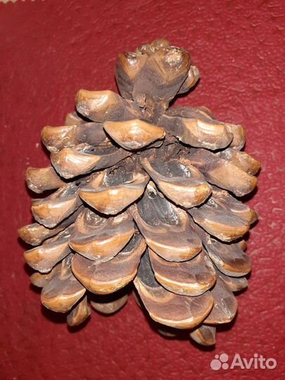 Шишка кедровая 12х18см, для дизайна, для рукоделия