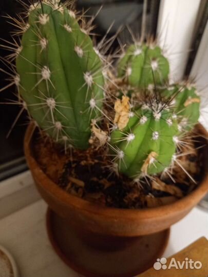 Кактус приятной внешности