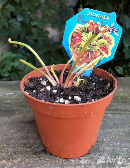 Дионея (Венерина Мухоловка)