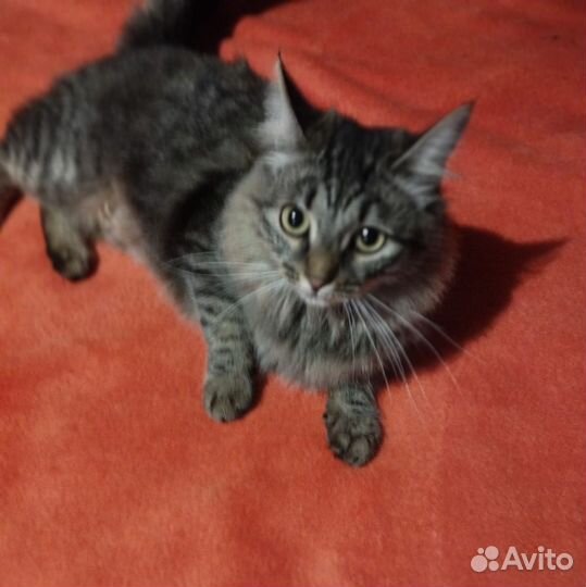 Ласковая кошечка в поиске доброго дома