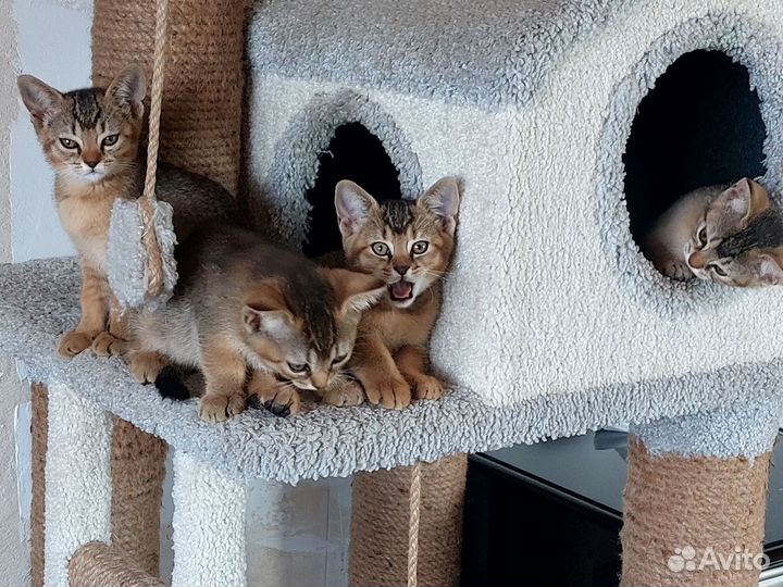 Котята пантерки