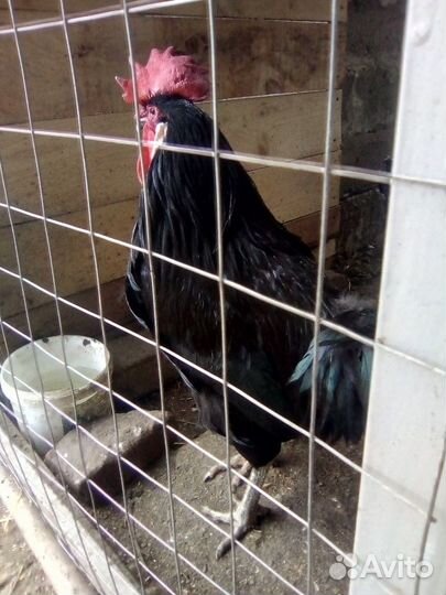 Домашние курочки