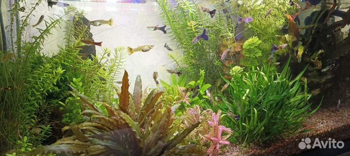 Рыбки гуппи