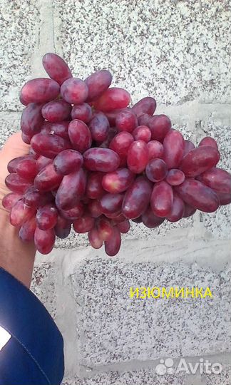 Саженцы винограда