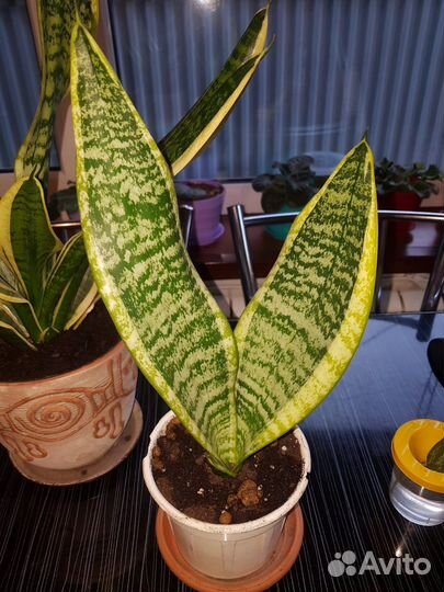 Сансевиерия