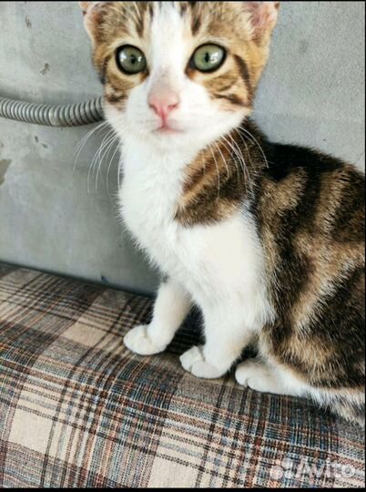 Отдам в добрые руки котят