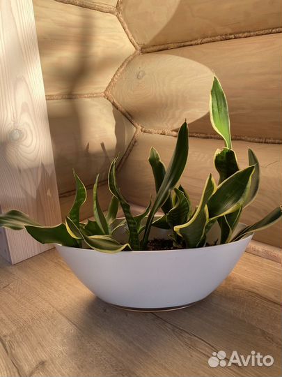 Сансевиерия футура