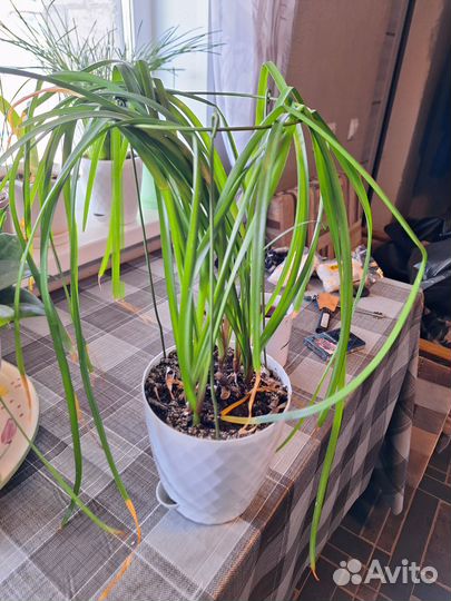 Комнатные растения цветы