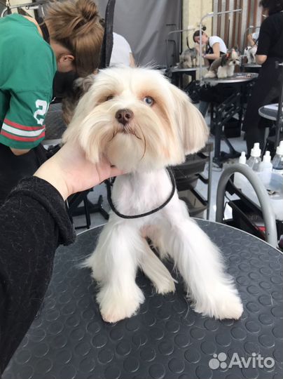 Стрижка собак Груминг