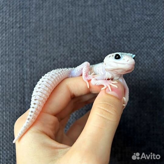 Эублефар самец