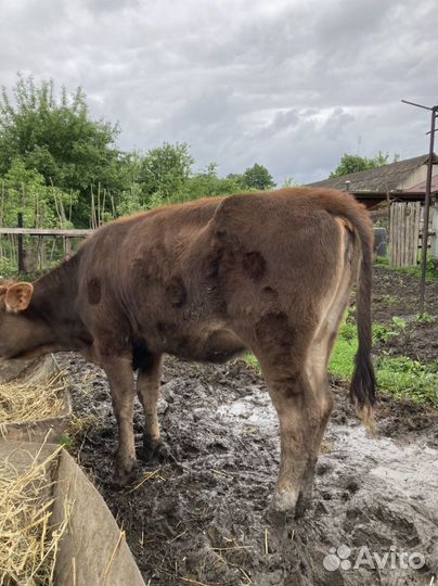 Продаются телки