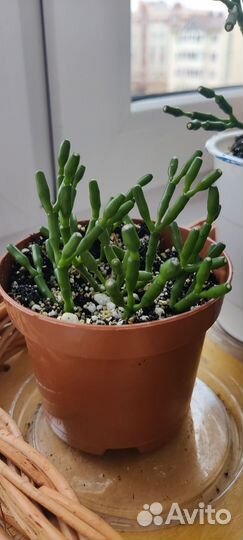 Хатиора Hatiora