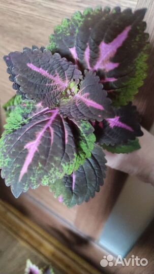 Колеус аватар