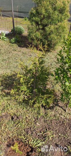 Туя брабант