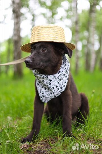 Щенку нужна семья