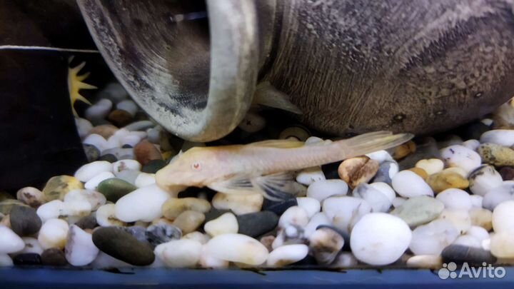 Анцитрус вуалевый и обычный малек, коридорас