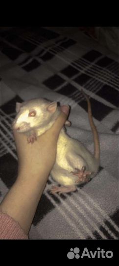 Крыски Дамбо