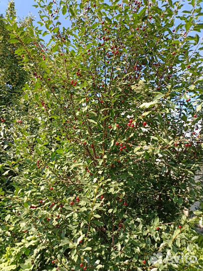 Вишня ягода свежая 5л и 10л