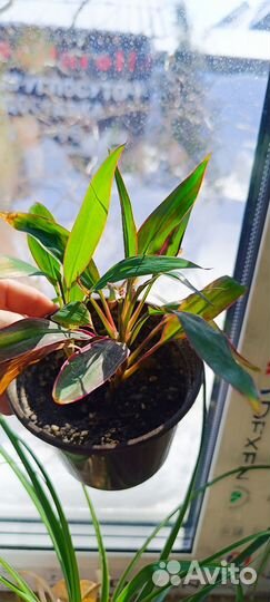 Диффенбахия, драцена, юкка