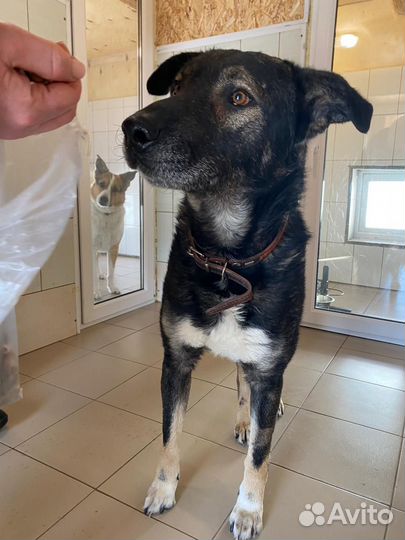 Молодой кобель (4 года) ищет хозяина