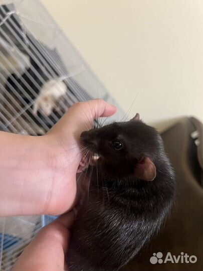 Декоративная крыса дамбо