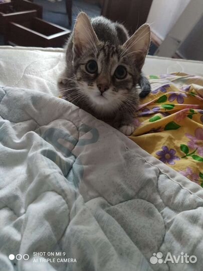 Бесплатно кошка