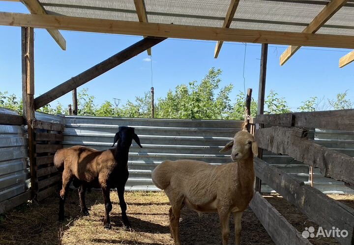 Ягнята баранчики