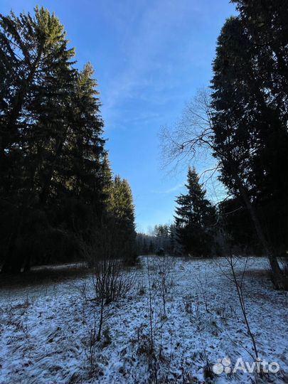 Прогулка по лесу