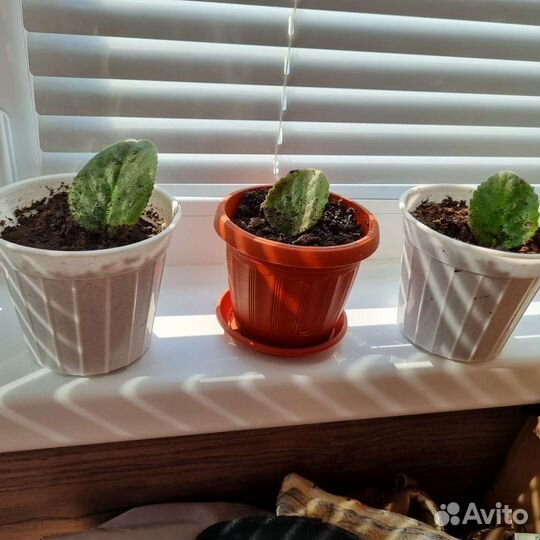 Сортовые фиалки