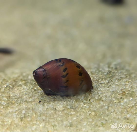 Продам полезных улиток для аквариума
