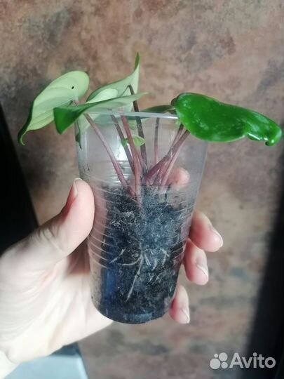 Пеперомия арбузная