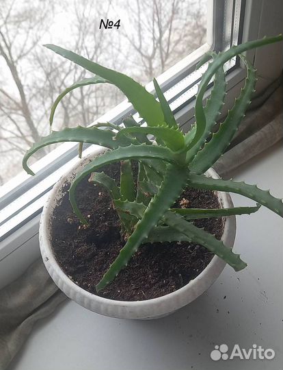 Об этом домашнем цветке слагают легенды