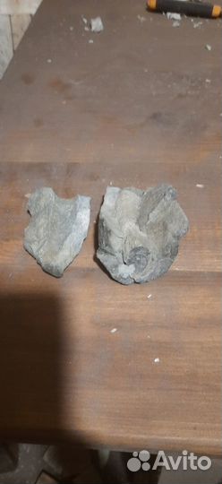 Окаменелости