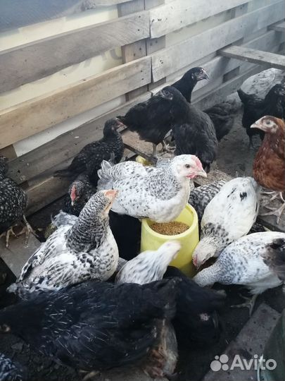 Петушки молодые