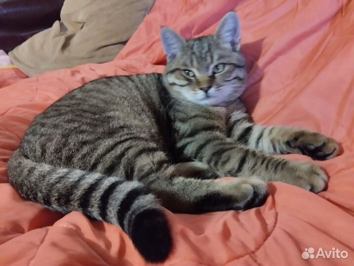 Котёнок парень