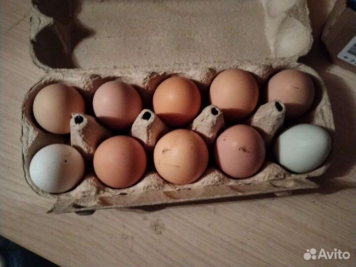Домашние куриные яйца