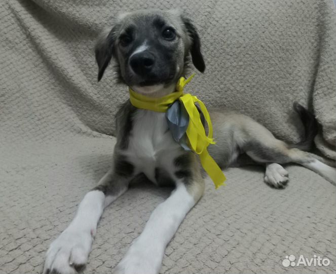 Собака в добрые руки отдам бесплатно