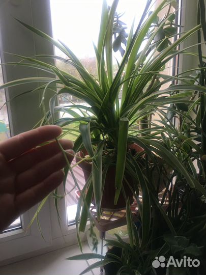 Хлорофитум