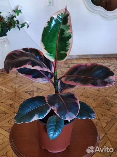 Фикус Белиз