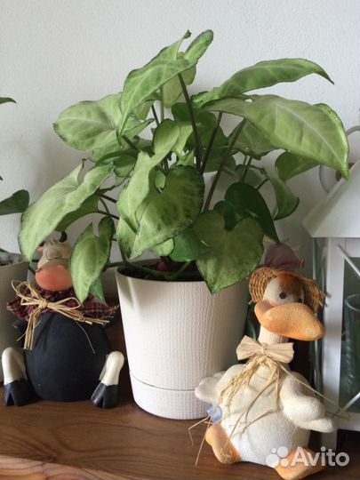 Сингониум, сциндапсус