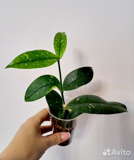 Хойи и дисхидии