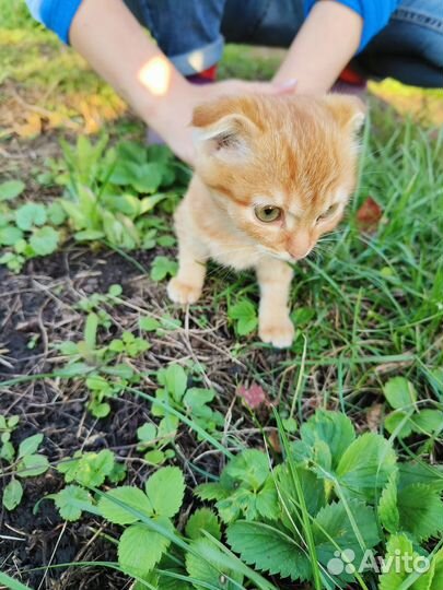 Котенок в добрые руки бесплатно