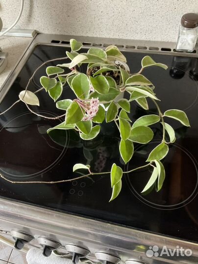 Хойи разные