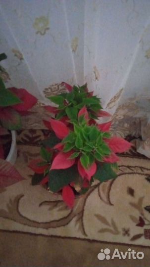 Домашние цветы