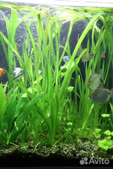 Продаю или обмениваю растения для аквариума