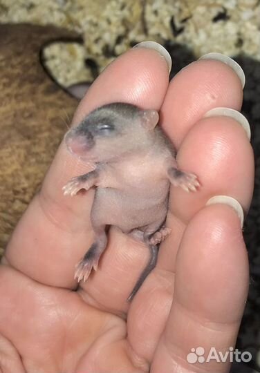 Кормовые мыши, крысы, мастомисы, цыплята живые и