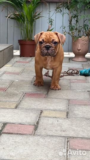 Щенок Французского бульдога