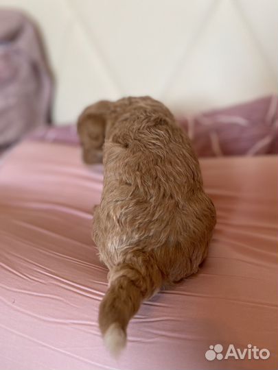 Мальтипу f1 Тедди