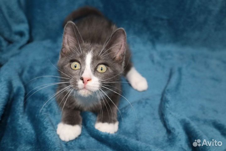 Котёнок ищет дом